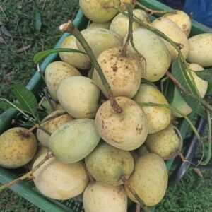 গৌড়মতি আম ১৫ কেজি