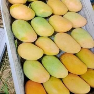 ব্যানানা ম্যাংগো ১৫ কেজি